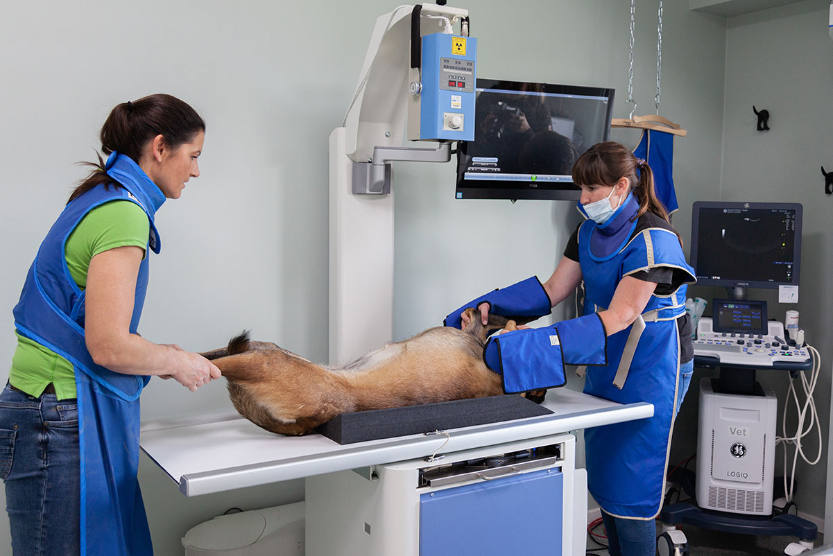 Tierarztpraxis Ziegler Röntgenuntersuchung Hund