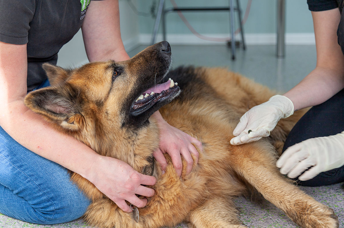 Tierarztpraxis Ziegler Blutegeltherapie Hund